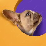 Домашня тварина