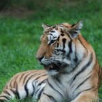 морда тигра