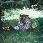 дика природа