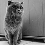 британська короткошерста