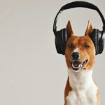 собача шерсть