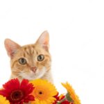 коти улюбленець