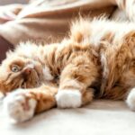 власник тварини