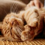 власник тварини