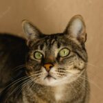 смішний кіт