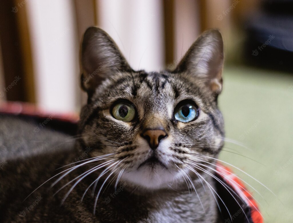 котяча гра