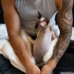 котячий будинок