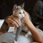 котячий будинок