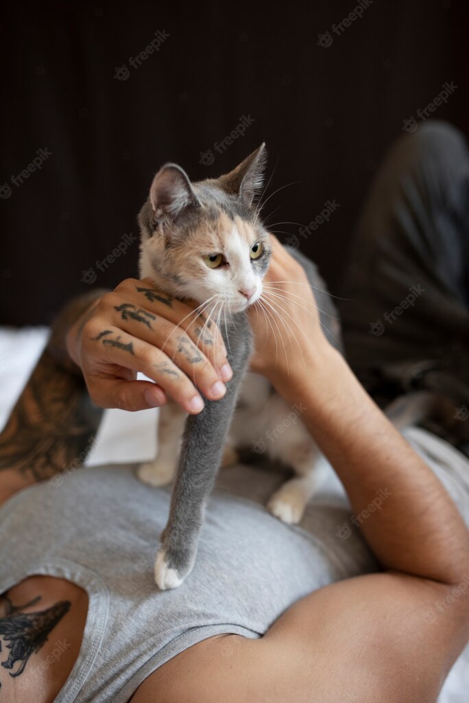 котячий будинок