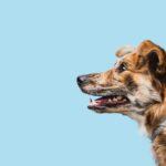 домашні тварини