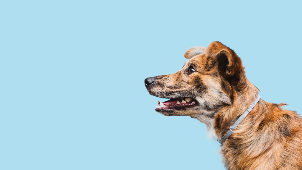 домашні тварини