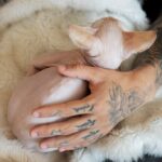 котячий будинок