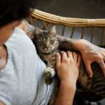 котячий будинок