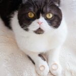 ліжко для кота