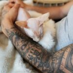 котячий будинок