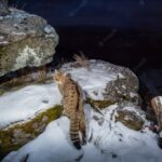 дика природа