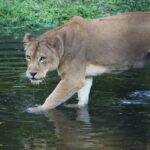 африканське сафарі