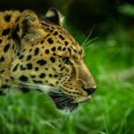 сніговий барс