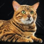 бенгальський кіт