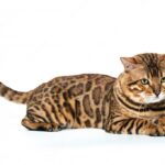 бенгальський кіт
