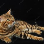 бенгальський кіт