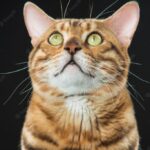 бенгальський кіт