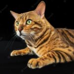 бенгальський кіт