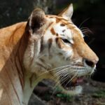 чорний тигр