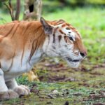 чорний тигр