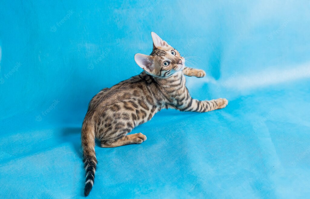 бенгальський кіт