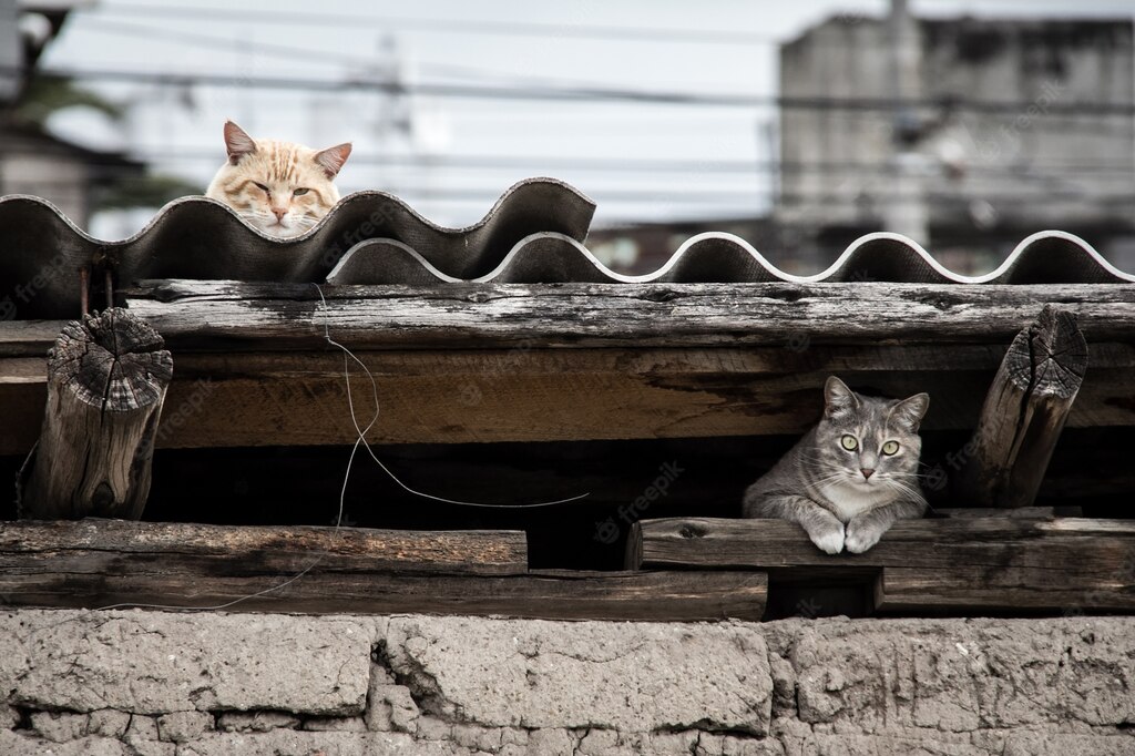 будинок для котів