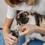 ветеринарна медицина