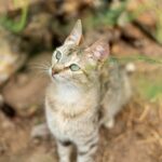 коти улюбленець