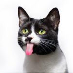 коти улюбленець