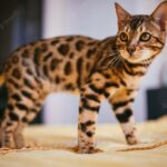 ліжко для кота