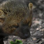 дика природа