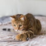 бенгальська кішка