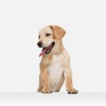 лабрадор ретрівер