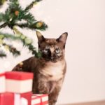 різдвяна подарункова коробка