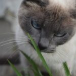 сіамський кіт