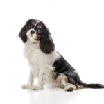 собака грає