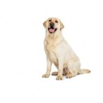 лабрадор ретрівер