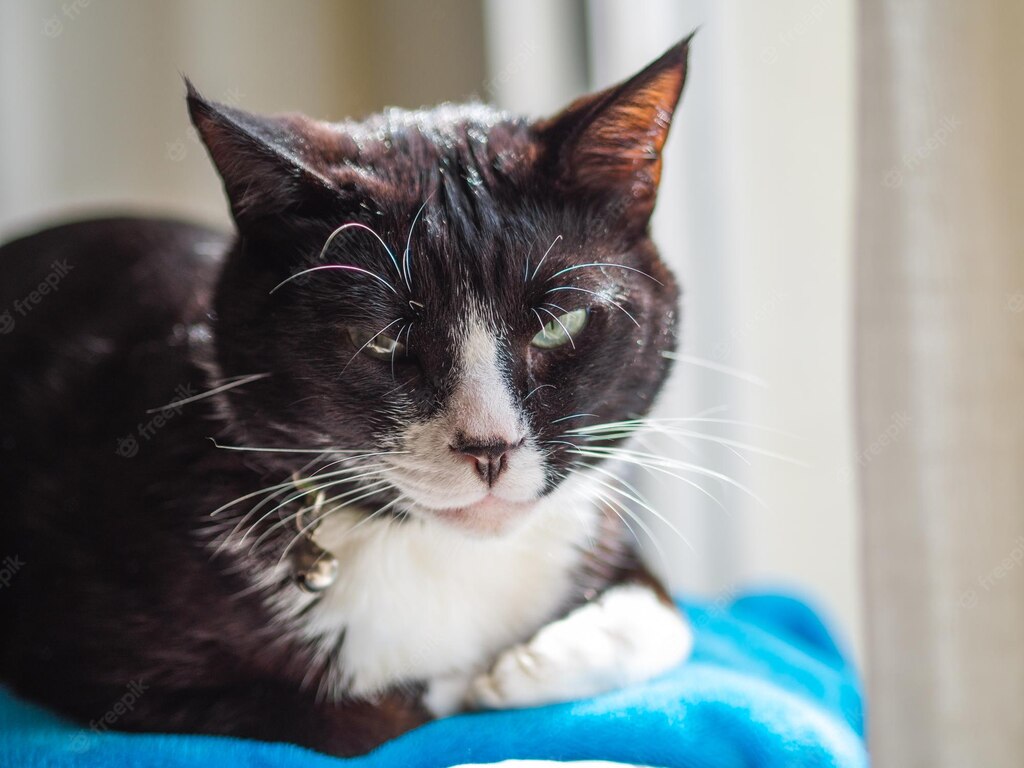 смішний кіт