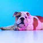 собака ізольована