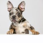 цуценя собаки