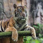 чорний тигр