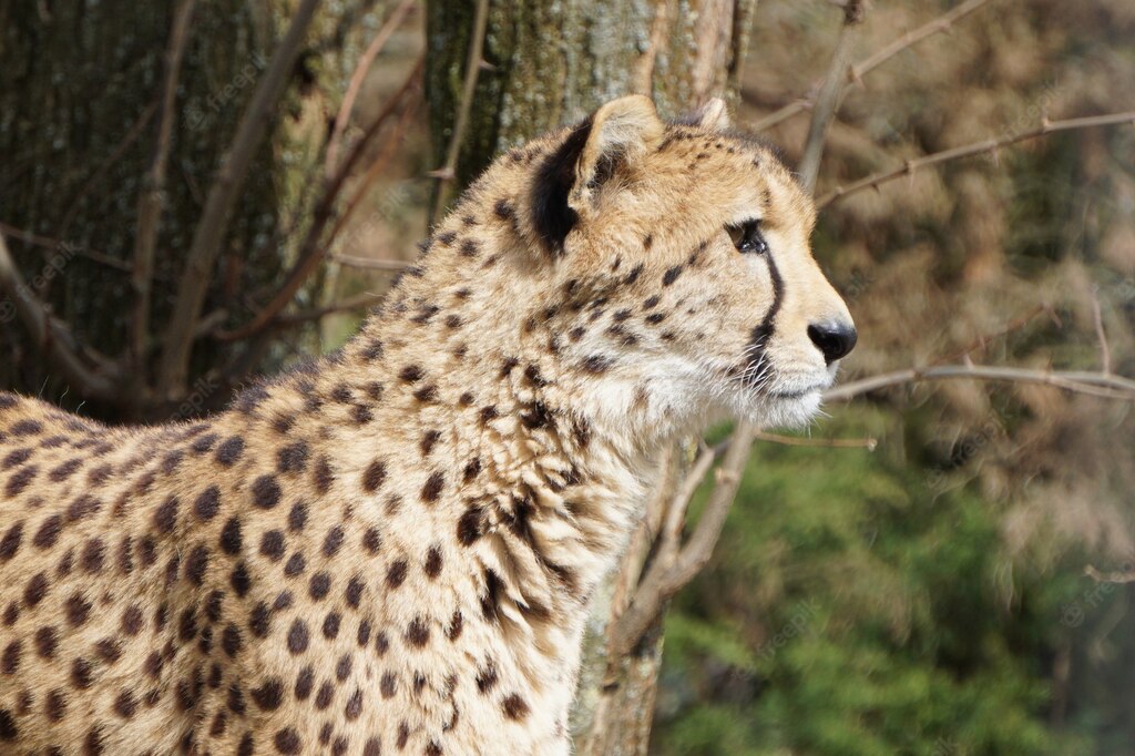 дика природа