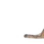 коти улюбленець