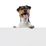 собака портрет