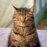 коти улюбленець